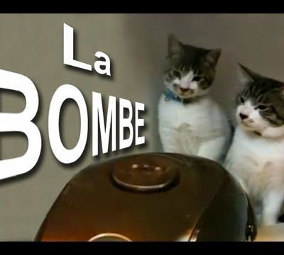 Gags de chats: la bombe au poireau