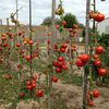 Les Tomates