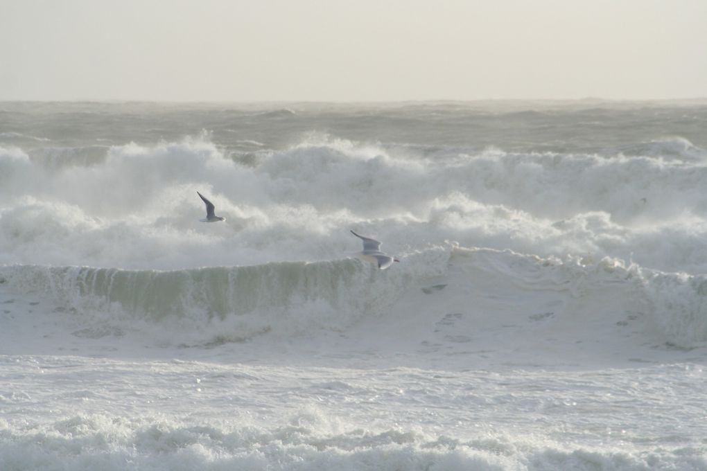 Mes photos de novembre... Le mois noir en breton !