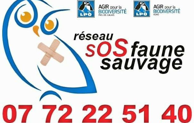 SOS Faune sauvage en détresse