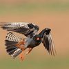 Le Faucon kobez (Falco vespertirnus)