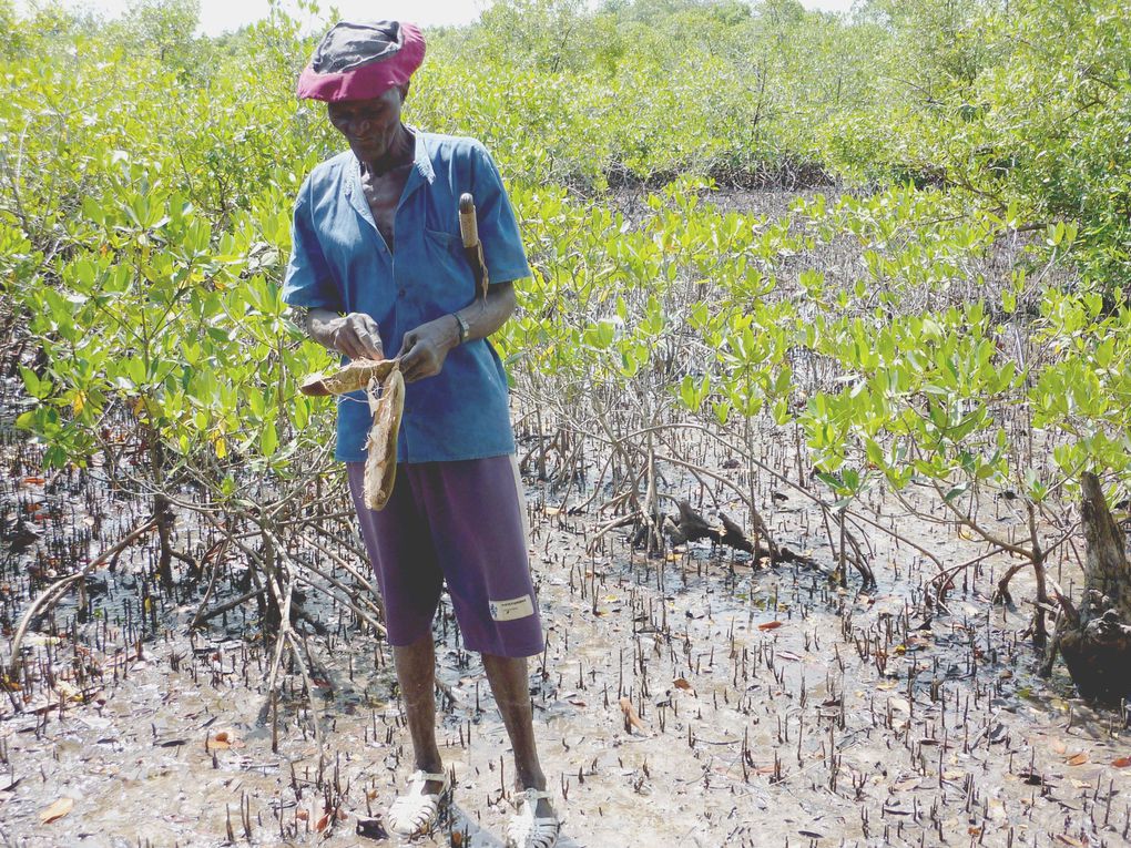 Les ruches traditionnelles dans la mangrove.