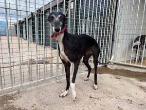 levrier d'espagne galga noire de 6 ans a adopter a l'association sos chiens galgos