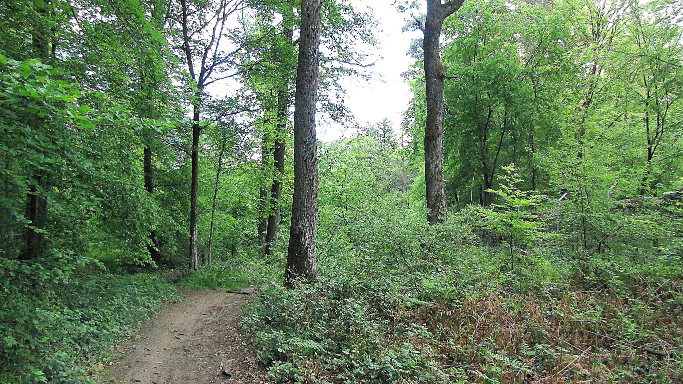 Randonnée en Forêt de Laigue_le Mont des Châtillons