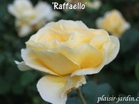 Le concours de roses de Le Roeulx 1/3: la roseraie