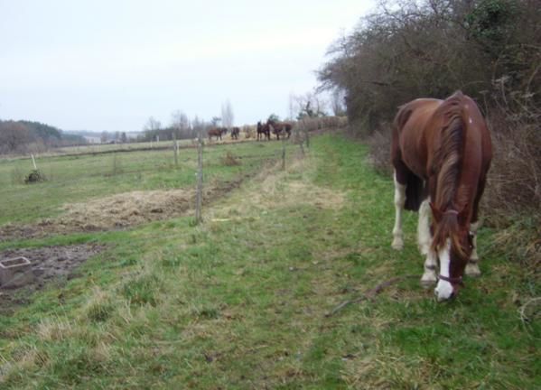 Un cheval au pré, les copains chevaux et poulains, l'alimentation, les balades, la gadoue... la belle vie quoi!