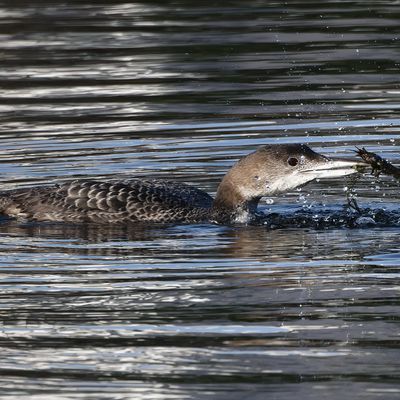 Plongeon imbrin