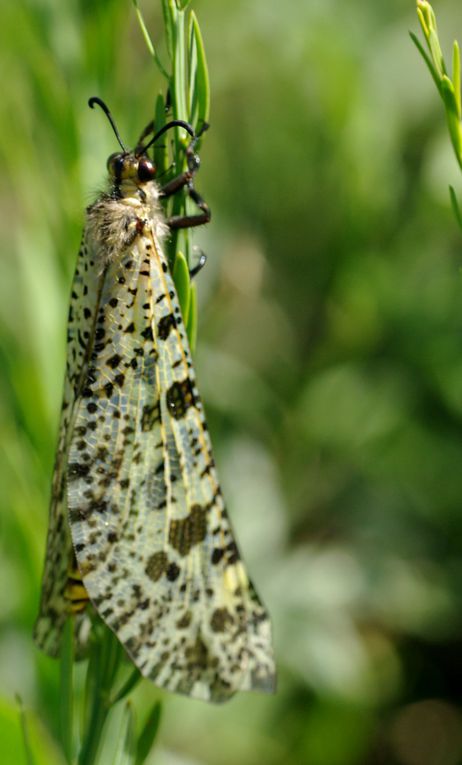 Album - Macro-Papillons