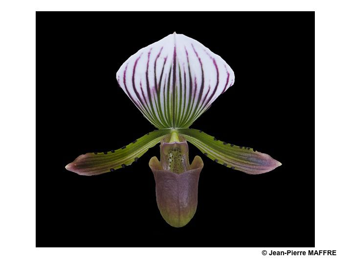 Une autre façon de mettre en valeur les orchidées consiste à les présenter sur un fond noir pour magnifier leurs couleurs.