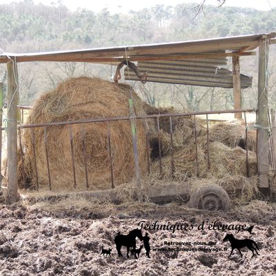 Remplacer le foin par de la pulpe de betterave pour les chevaux âgés, une bonne idée ?
