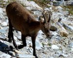 Ballade dans la Vanoise