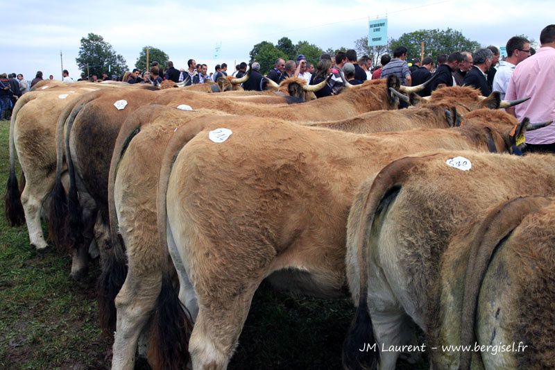 Groupes ou familles de vaches