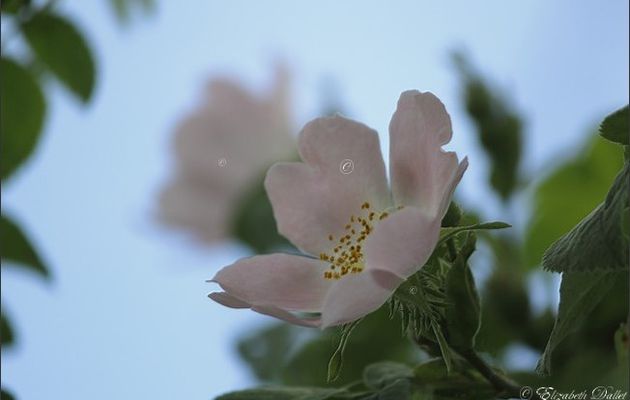 Églantine