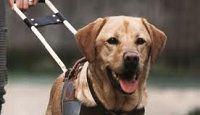 un certificat pour les chiens guides d'aveugles ?