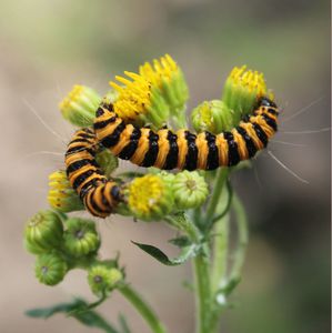 De la Théologie des Insectes : les cinq sens 