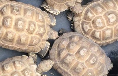 Albino Sulcata Tortoises for sale 