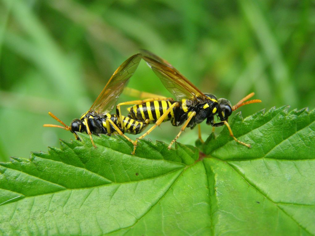 Des fleurs, des insectes, des fruits de mon jardin, dans mes balades