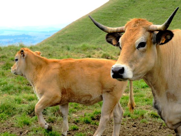 Vaches de la race Aubrac