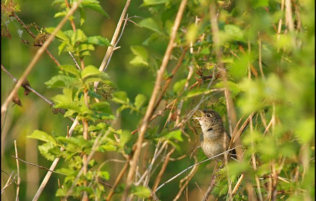 l'oiseau qui chante comme un criquet