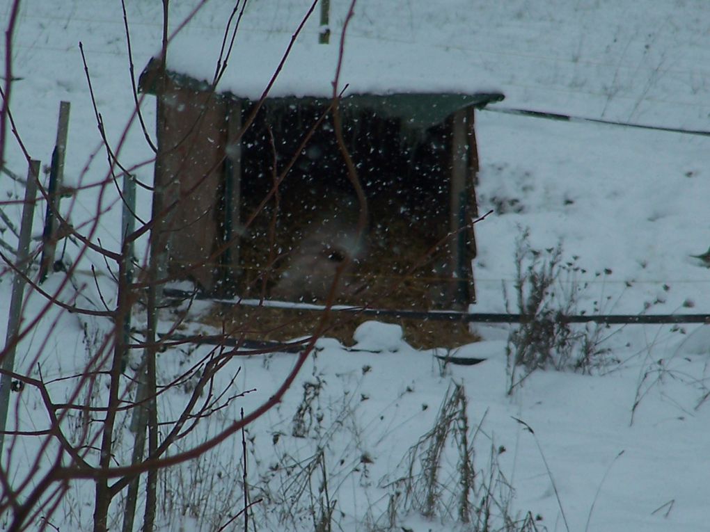 Photos du cochon Grabouillon !