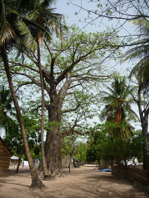 Album - La casamance