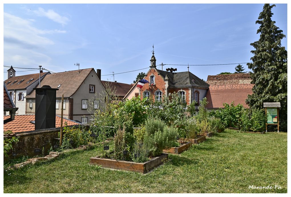 Le jardin de plantes médicinales à Hattmatt (67) au pied de l'église !