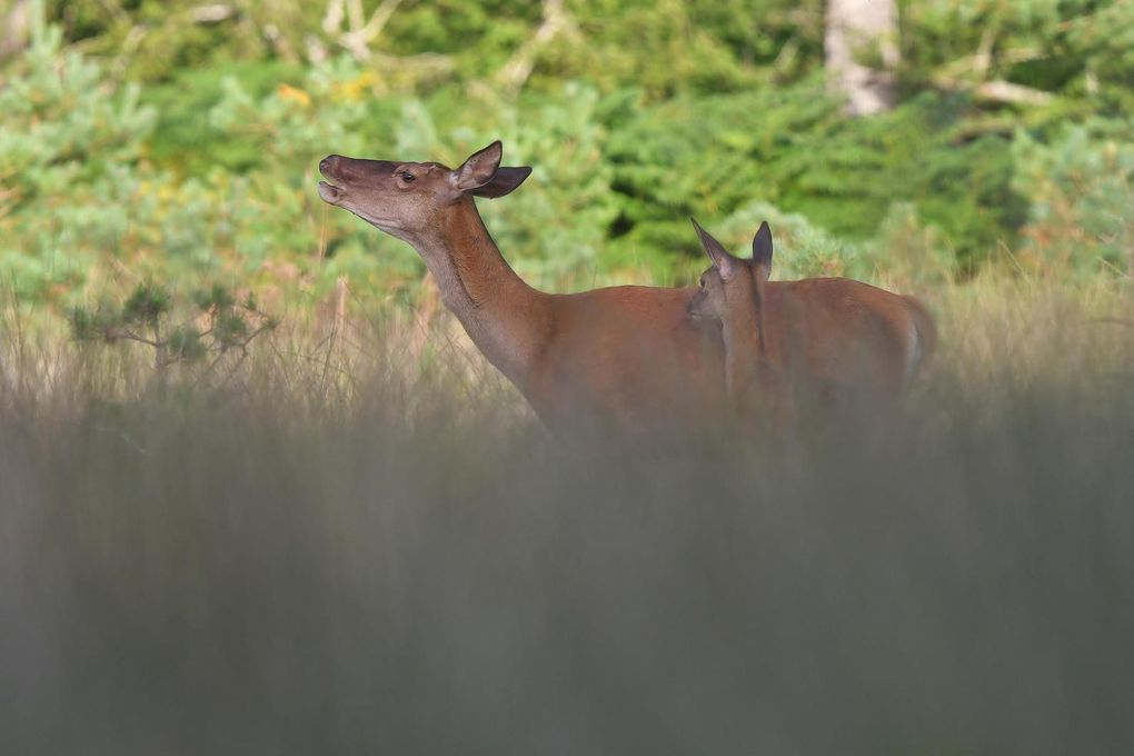 Biches, faons, daguets (cerf élaphe).