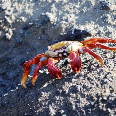 Iguanes de mer ou mer d'iguanes?