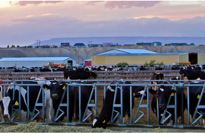 Grippe aviaire chez les vaches laitières aux Etats-Unis : un seul oiseau est-il responsable ?