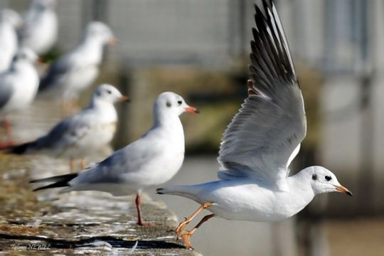 Une affection débordante jusqu'au bout des pattes