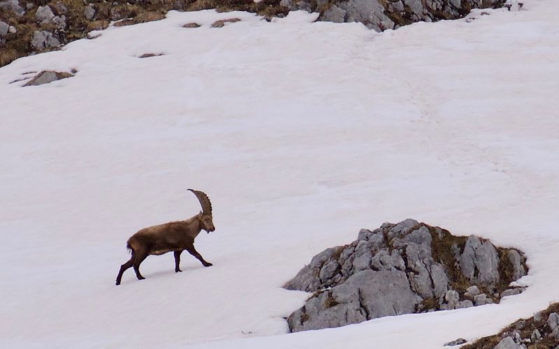 BOUQUETINS DES ALPES