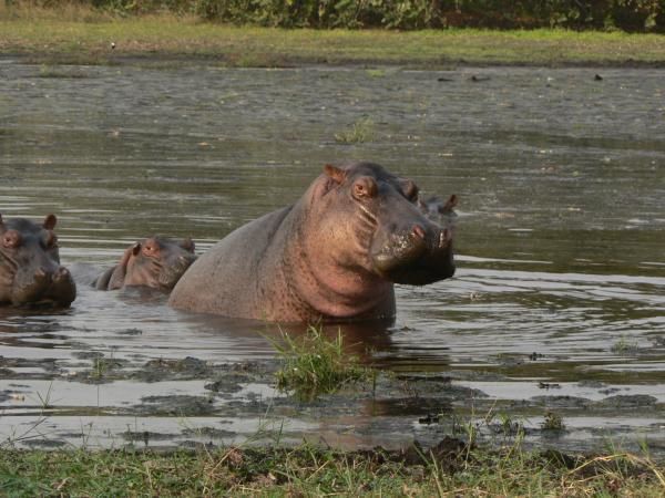 Album - Hippopotames et autres animaux