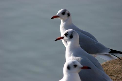 Album - Les mouettes