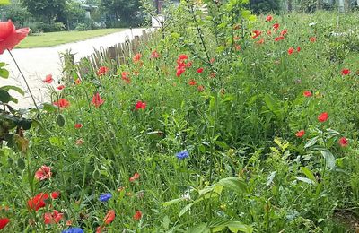 Le conseil de quartier au jardin ce Samedi 22 Juin