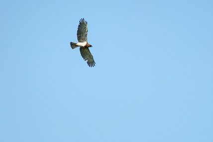 Circaète Jean-le-Blanc (Circaetus gallicus).