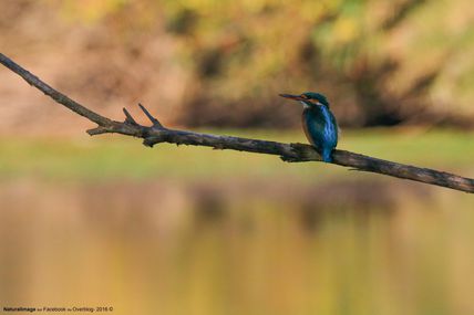 Martin-pêcheur (Alcedo atthis) (4 photos)