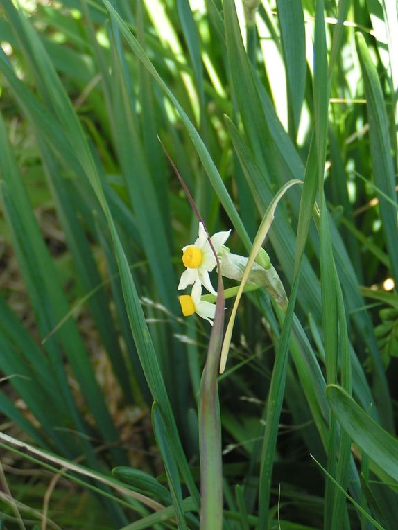 Narcisses sauvages.....