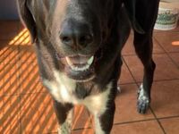 jeune Mastin d'Espagne a adopter a l'association sos choiens galgos