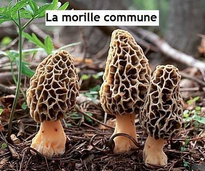 Morille Commune