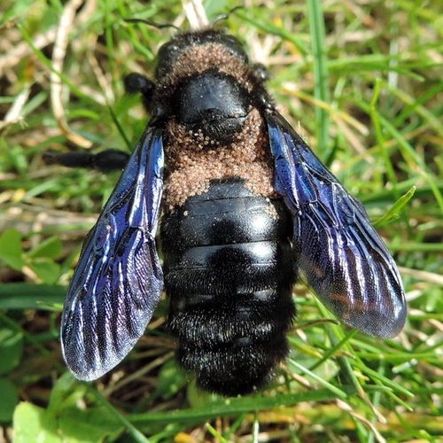 Xylocope Violace Abeille Noir Spectaculaire Bruyant Mais Inoffensif Balades Entomologiques