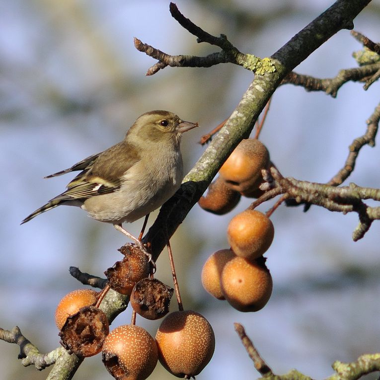 Album - Les oiseaux des jardins