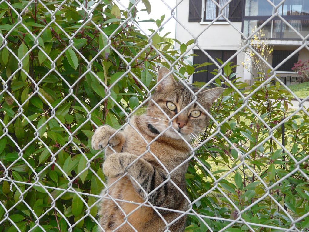 mes chats et tous les animaux qu'ils m'apportent