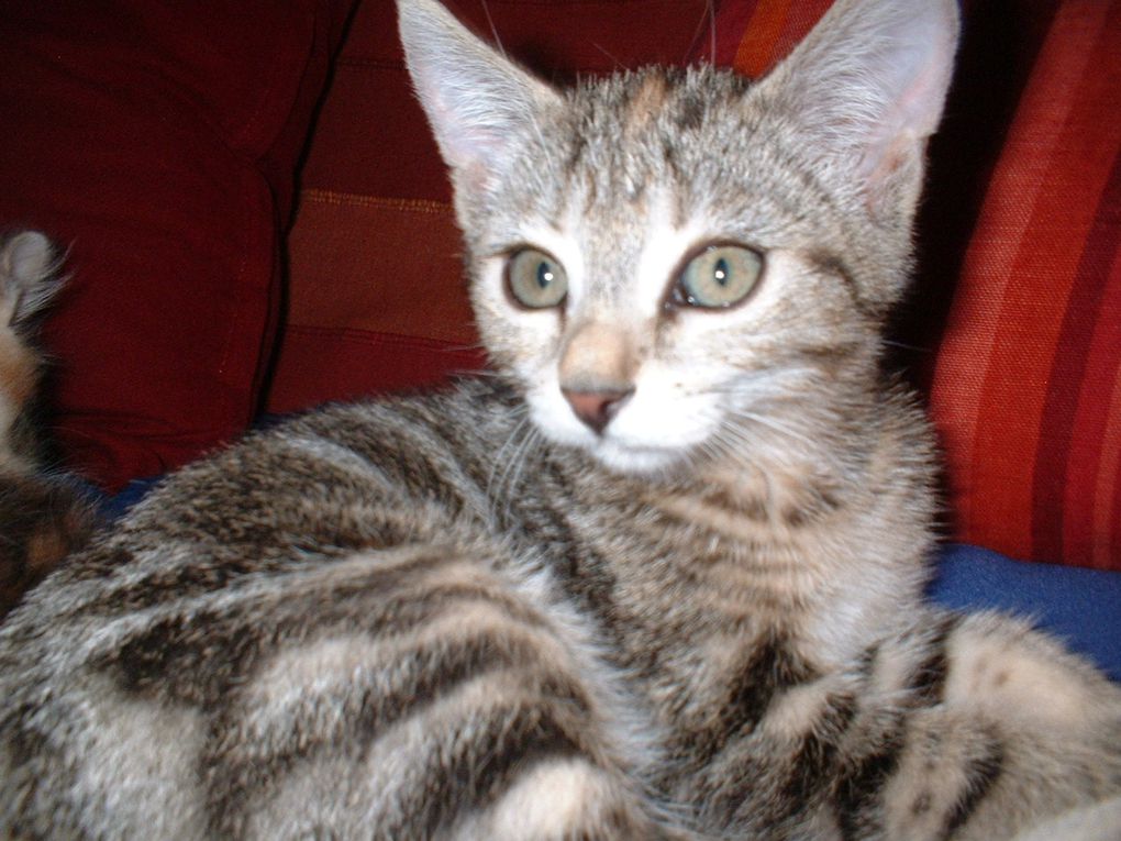 Ma petite Tigrée née le 1er Avril 2007. Un amour de chat qui a du mal avec les nouvelles co-loc :)

DECEDEE le 09/07/2011 renverseé par une voiture devant chez elle :( 
Tu vas tellement nous manquer........