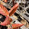 Autumn - otuño - autunno - 秋 - høst - höst - ősz - Herbst