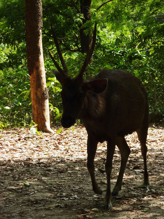 Phnom Tamao Zoological Park and wildlife rescue center.
Pelicans, gibbons, black bear of Asia, ... , Indochina leopard !!