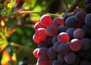 #Saint Vincent Wine Producers New York Vineyards