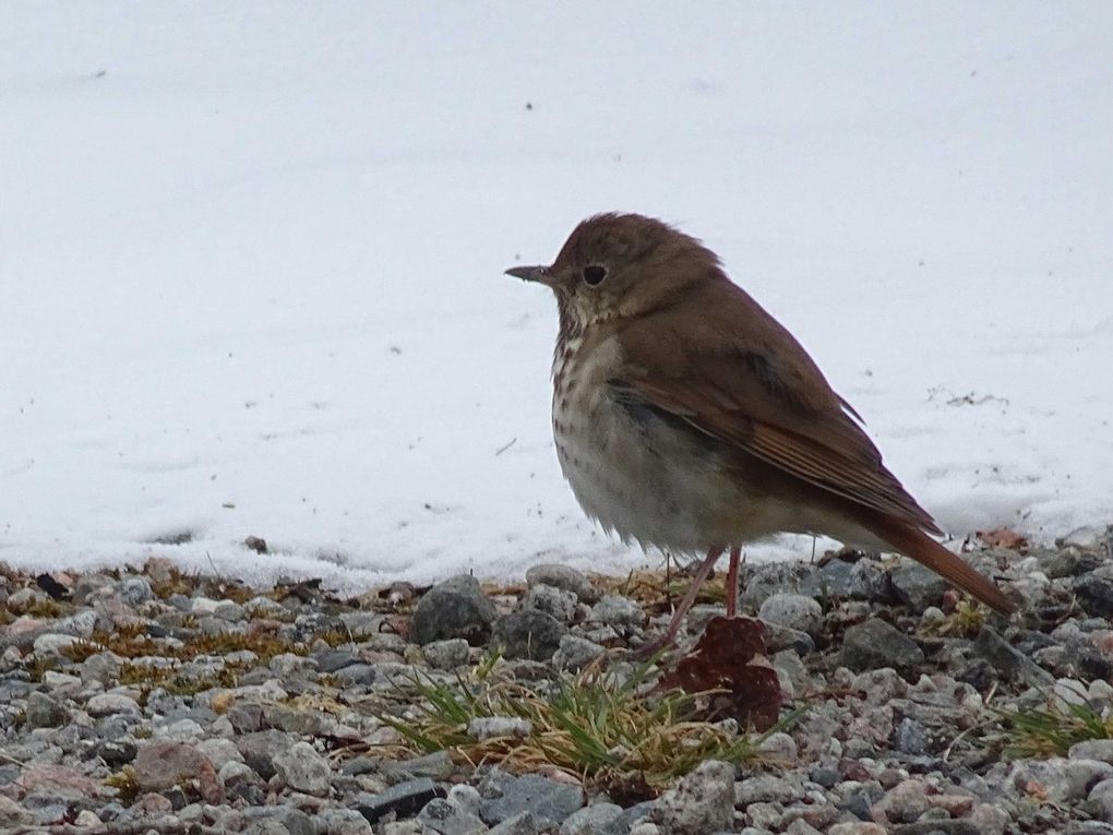 Oiseaux d'Amerique du Nord et Centrale 