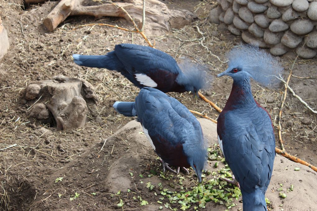 VISITE DU ZOO DE PAIRI DAIZA 