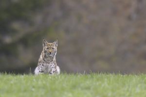 Un cliché rare immortalise la beauté d'un lynx !