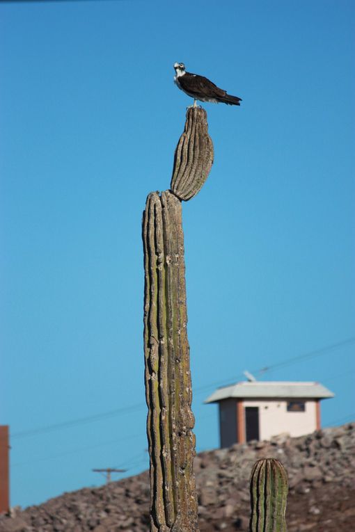 Album - Album-Mexique-Baja